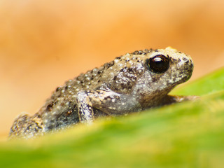 Toad on Color background
