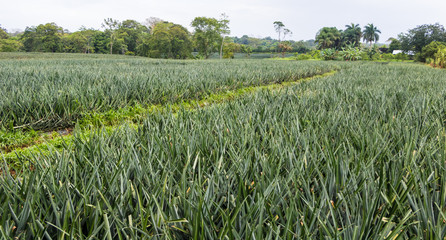 Beautiful pineapple farm in Costa Rica