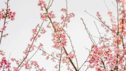 Pink cherry blossom (sakura) in a garden.