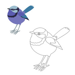 fairy wren bird vector illustration  coloring page