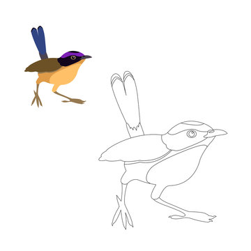 redstart  bird vector illustration  coloring page
