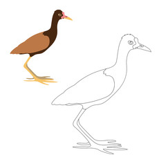 watteld jacana vector illustration coloring page