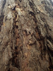 Just bark on a tree. Beautiful structural surface of the bark on different trees. The Scarecrow forest watching us.