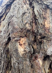 Just bark on a tree. Beautiful structural surface of the bark on different trees. The Scarecrow...
