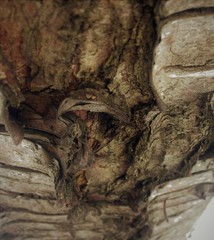 Just bark on a tree. Beautiful structural surface of the bark on different trees. The Scarecrow...