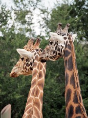 Giraffe Heads Portrait