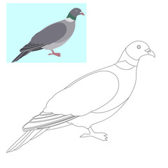 pigeon dove vector illustration  coloring page
