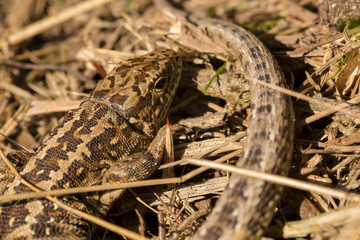 Curled camouflage 1