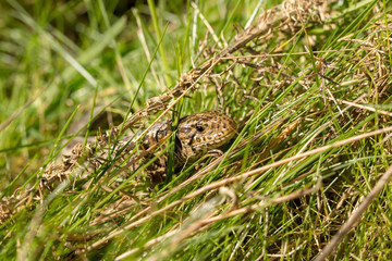 Camouflaged head 2