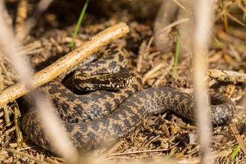 Grass adder 2
