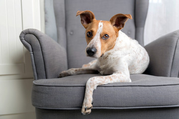 Dog on the armchair - obrazy, fototapety, plakaty