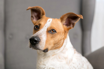 Dog on the armchair