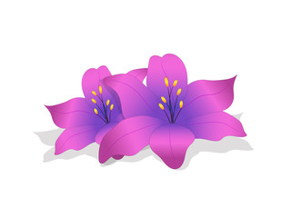 Delicate purple flower bud lilies with shadow on white background. Icon of flowers. Nature and graphics.