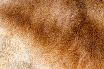Pelaje de un Buey. Animal. Ganado.