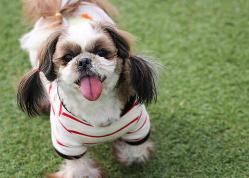 Fun puppies in a private playground
