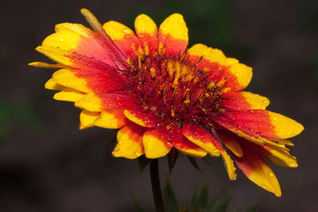 Beautiful gaillardia is growing on a green meadow. Live nature.