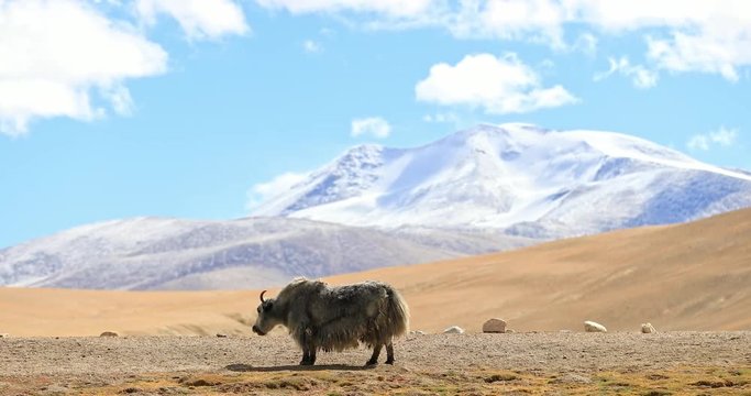 Wilderness and scenic nature of Himalaya region. Yak animal in front of mountain range covered by snow at sunny autumn day in rural Ladakh