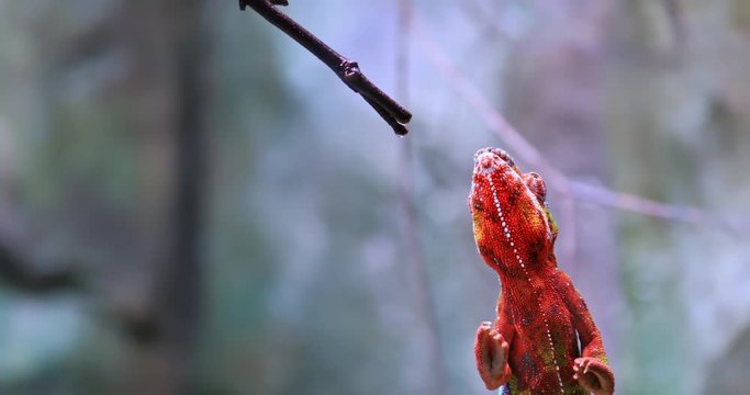 Chameleon climbs on tree branch. Wildlife nature video of exotic reptile animal