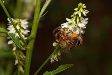 Bee is gathering nectar from a goodyera flowers. Animals in wildlife.