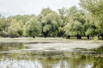 Willow tree on the shore of the lake 