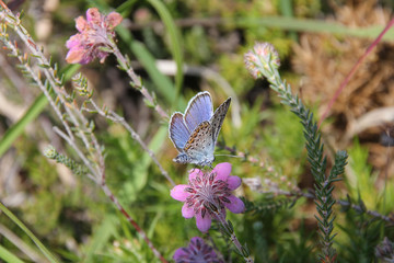 Silver in heather