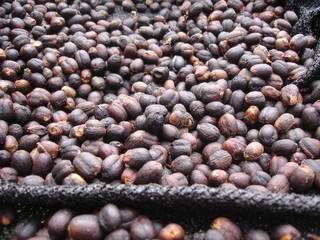 Graines de café séchées