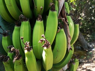 Raw banana bunch