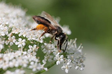 Wildbiene auf Giersch