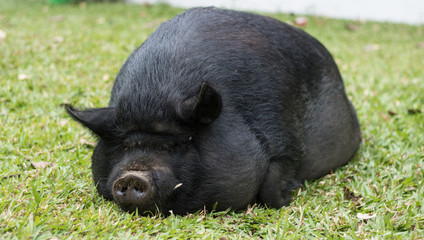 Guinea hog laying in grass