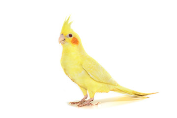 Side view of a Cockatiel bird, isolate on white