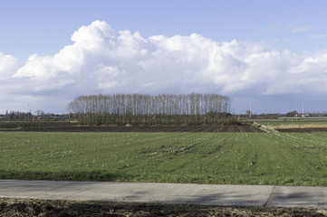 white clouds and a row of trees to a field
