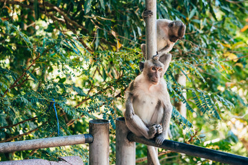 monkey mom and daughter sitting in a Park in Vietnam
