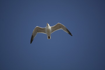 Seagull in flight