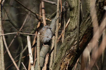Heckenbraunelle
