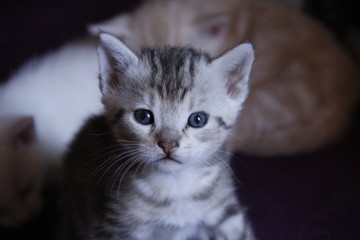 Chaton tigr&eacute; regardant l'objectif