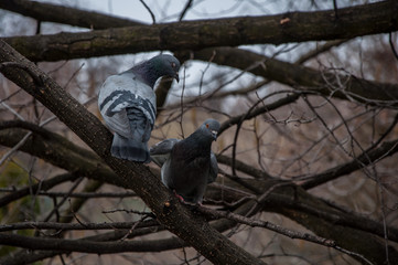 Two pigeons on the branch