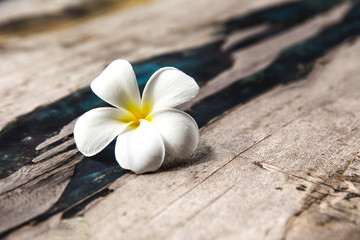 Flower is on wooden texture background.