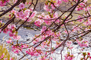 Obraz na płótnie Canvas 美しい河津桜のある風景