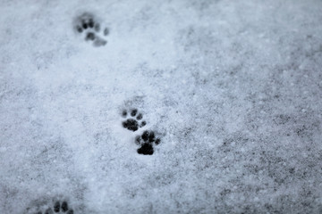 Katze Pfote Abdruck im Schnee