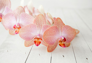 Orchids flower spa meditation