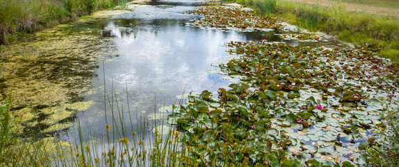 Blooming water lilies in small pond