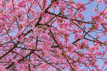 Fototapeta premium 美しい河津桜のある風景