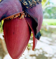 Banana flower