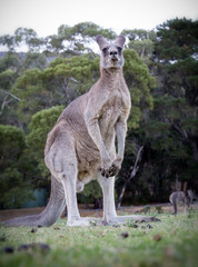 Tall kangaroo standing while eating some grass. the kangaroo is in a park in Halls gap Australia. 