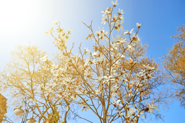 flowers on spring blossoming tree