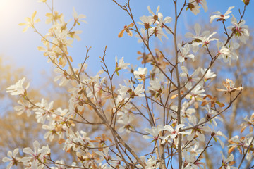 flowers on spring blossoming tree