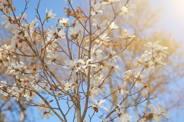 Blossom tree nature background