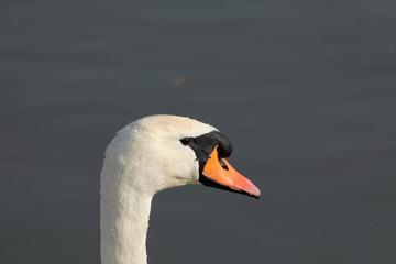 Schwan Portrait