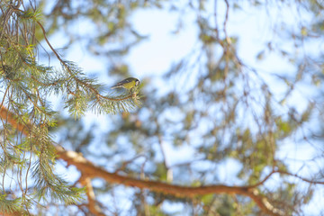 titmouse in winter park