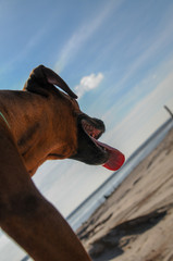 hund beim tobben am see
